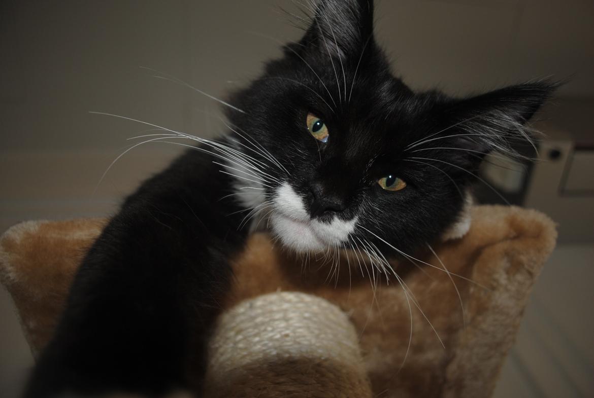 Maine Coon DK's Lillieqvist's Backgammon (Tyson) billede 1