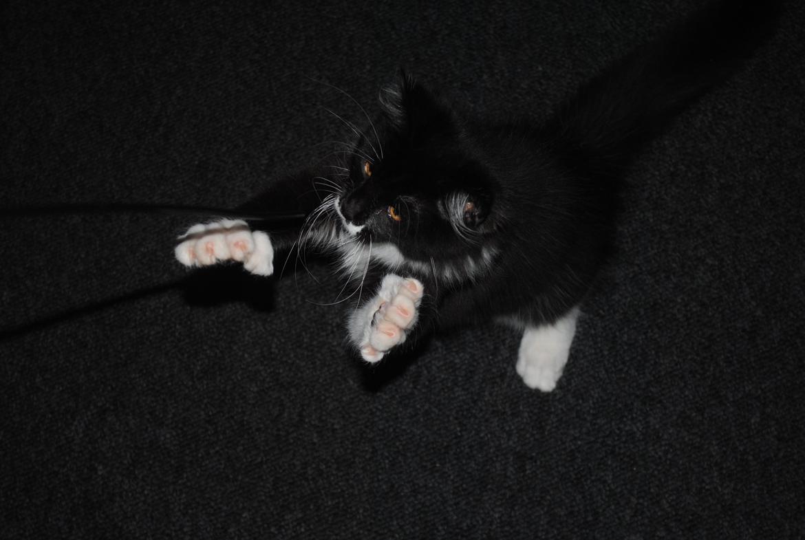 Maine Coon DK's Lillieqvist's Backgammon (Tyson) billede 2