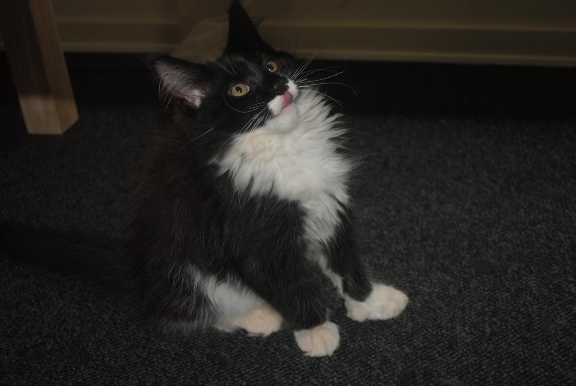 Maine Coon DK's Lillieqvist's Backgammon (Tyson) billede 3