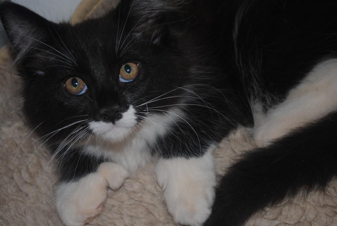 Maine Coon DK's Lillieqvist's Backgammon (Tyson) billede 4