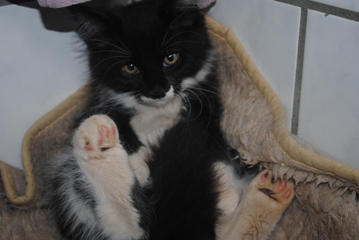 Maine Coon DK's Lillieqvist's Backgammon (Tyson) billede 5