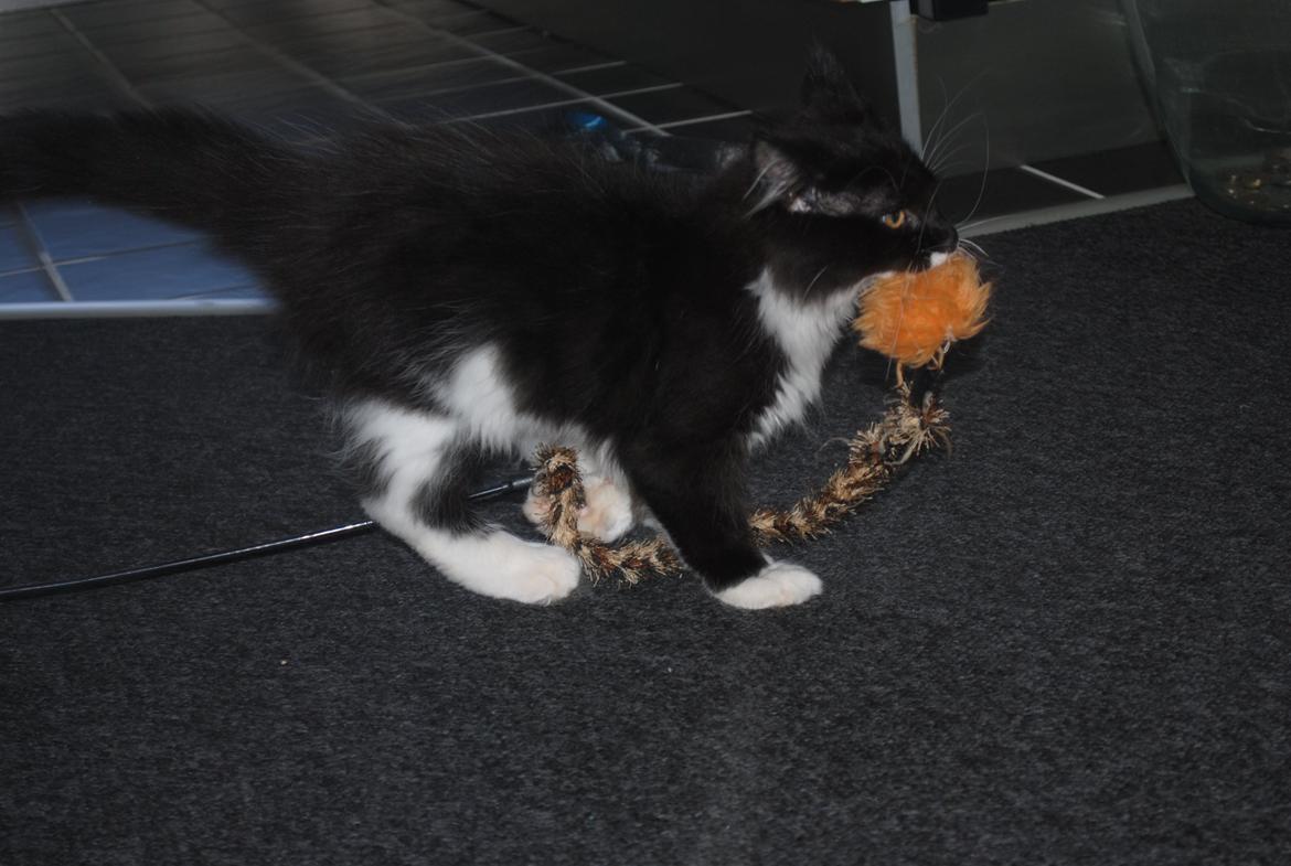 Maine Coon DK's Lillieqvist's Backgammon (Tyson) billede 6