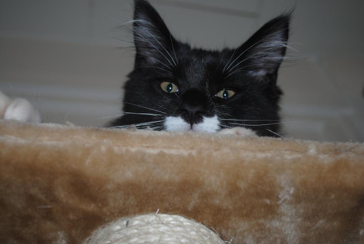 Maine Coon DK's Lillieqvist's Backgammon (Tyson) billede 7