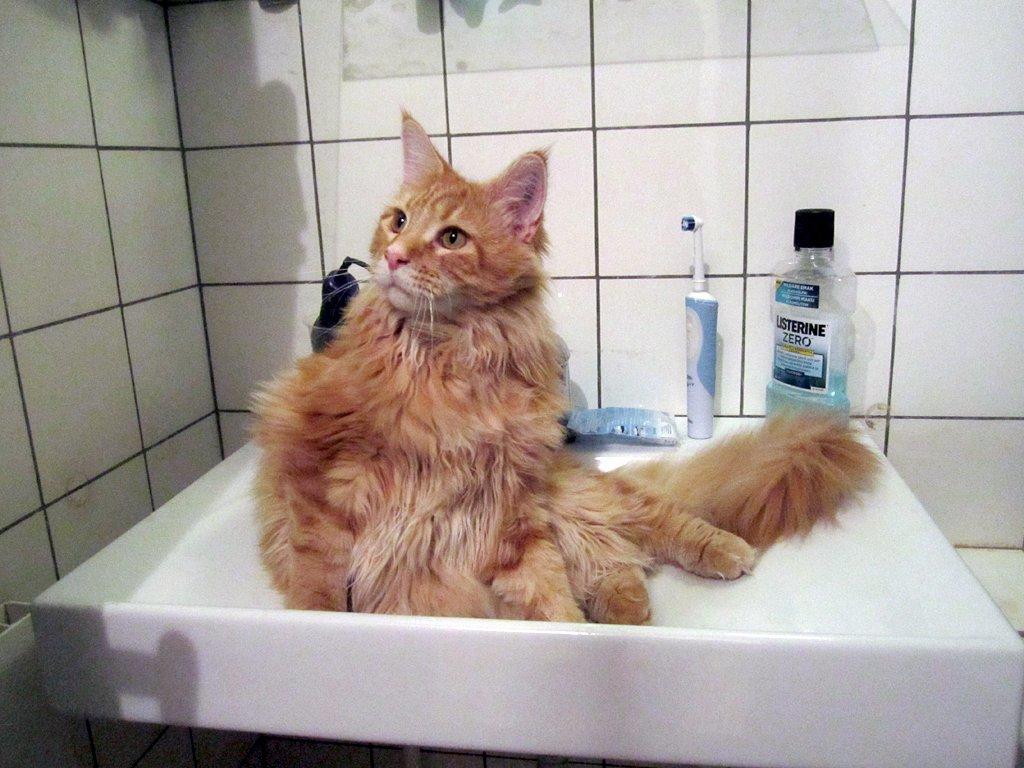 Blanding af racer Jean Pierre - Juli 2013 billede 7