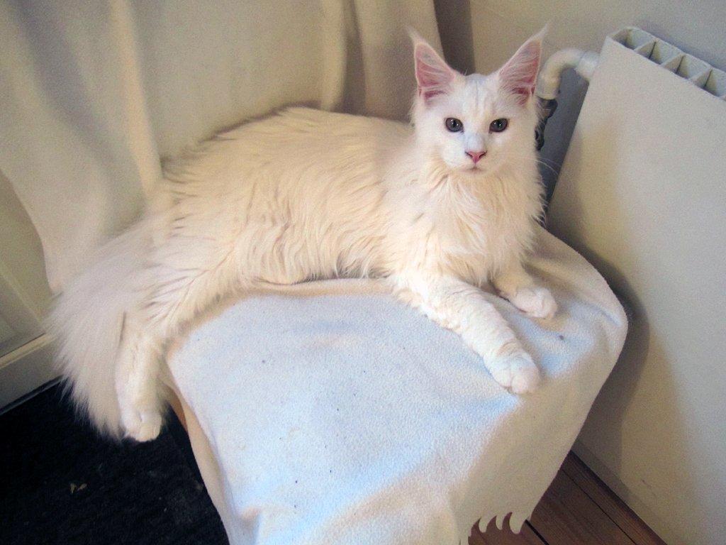 Maine Coon Charles - Den lille prins. Juli 2013 billede 8