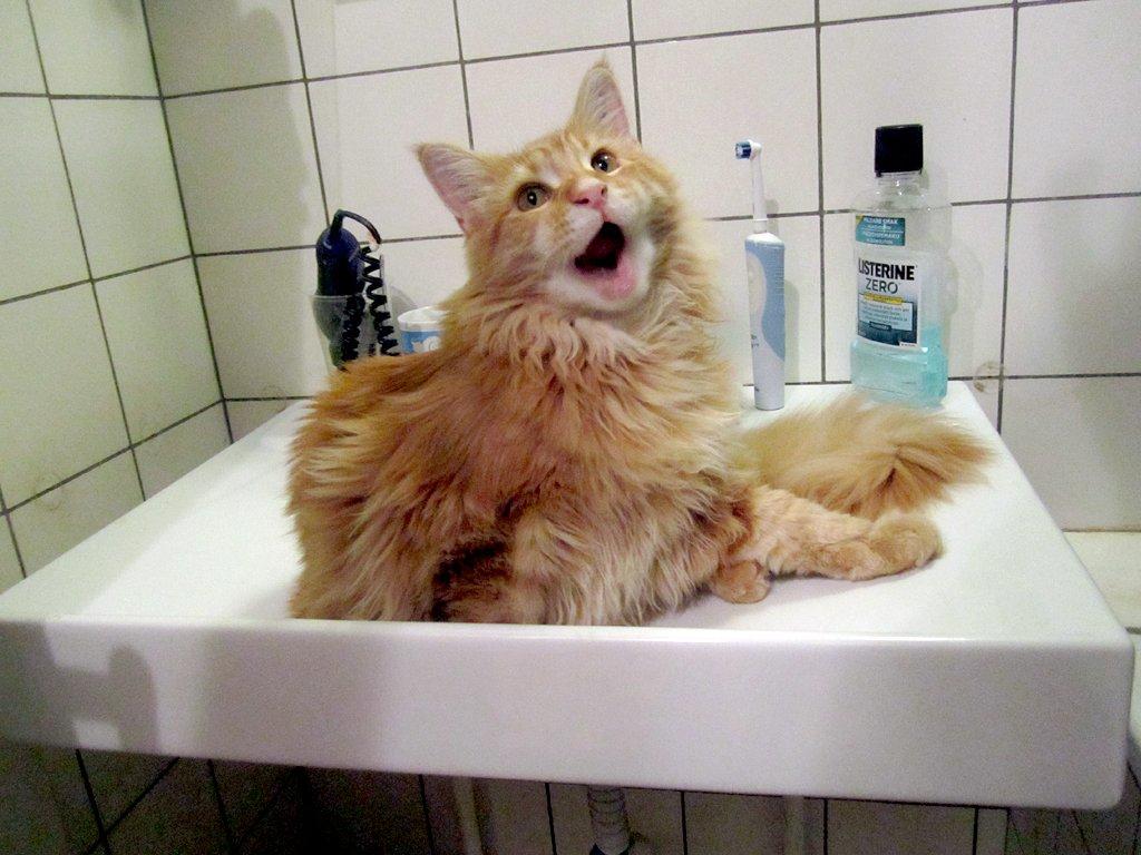 Blanding af racer Jean Pierre - <3 billede 6