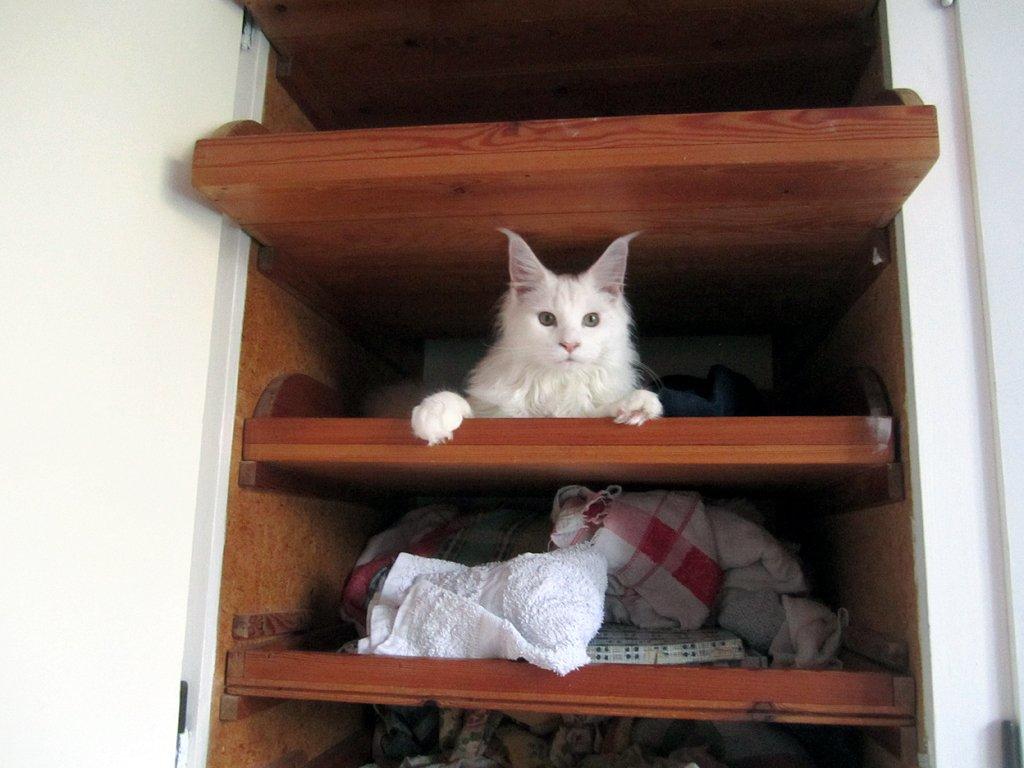 Maine Coon Charles - Vi leger i skabet :) billede 10