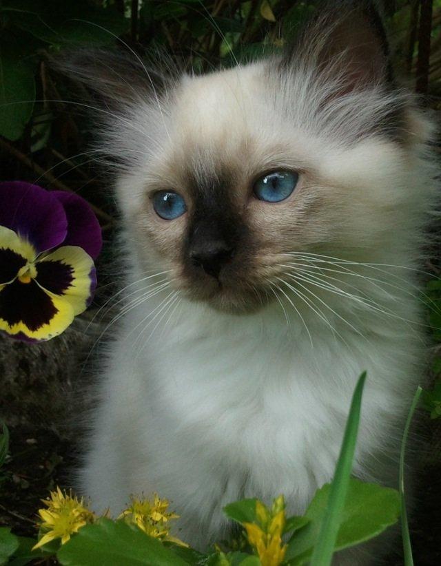 Hellig Birma Fnuggie billede 1