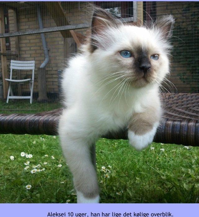 Hellig Birma Fnuggie billede 2