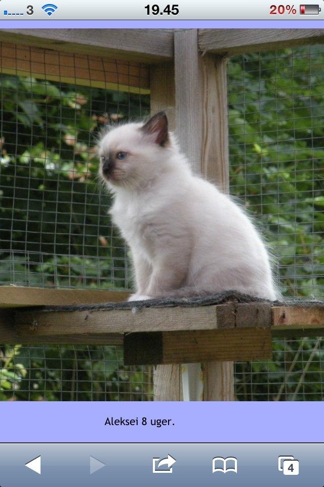 Hellig Birma Fnuggie billede 3