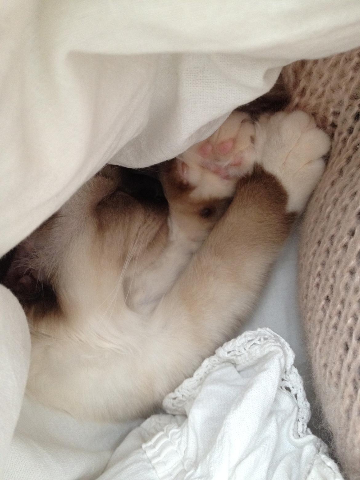 Hellig Birma Fnuggie billede 4