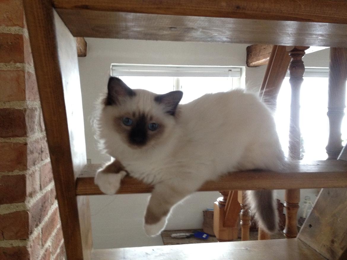 Hellig Birma Fnuggie billede 5