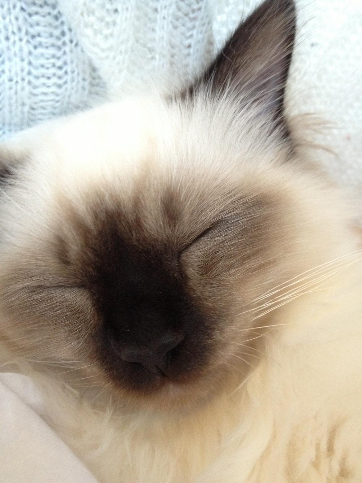 Hellig Birma Fnuggie billede 6