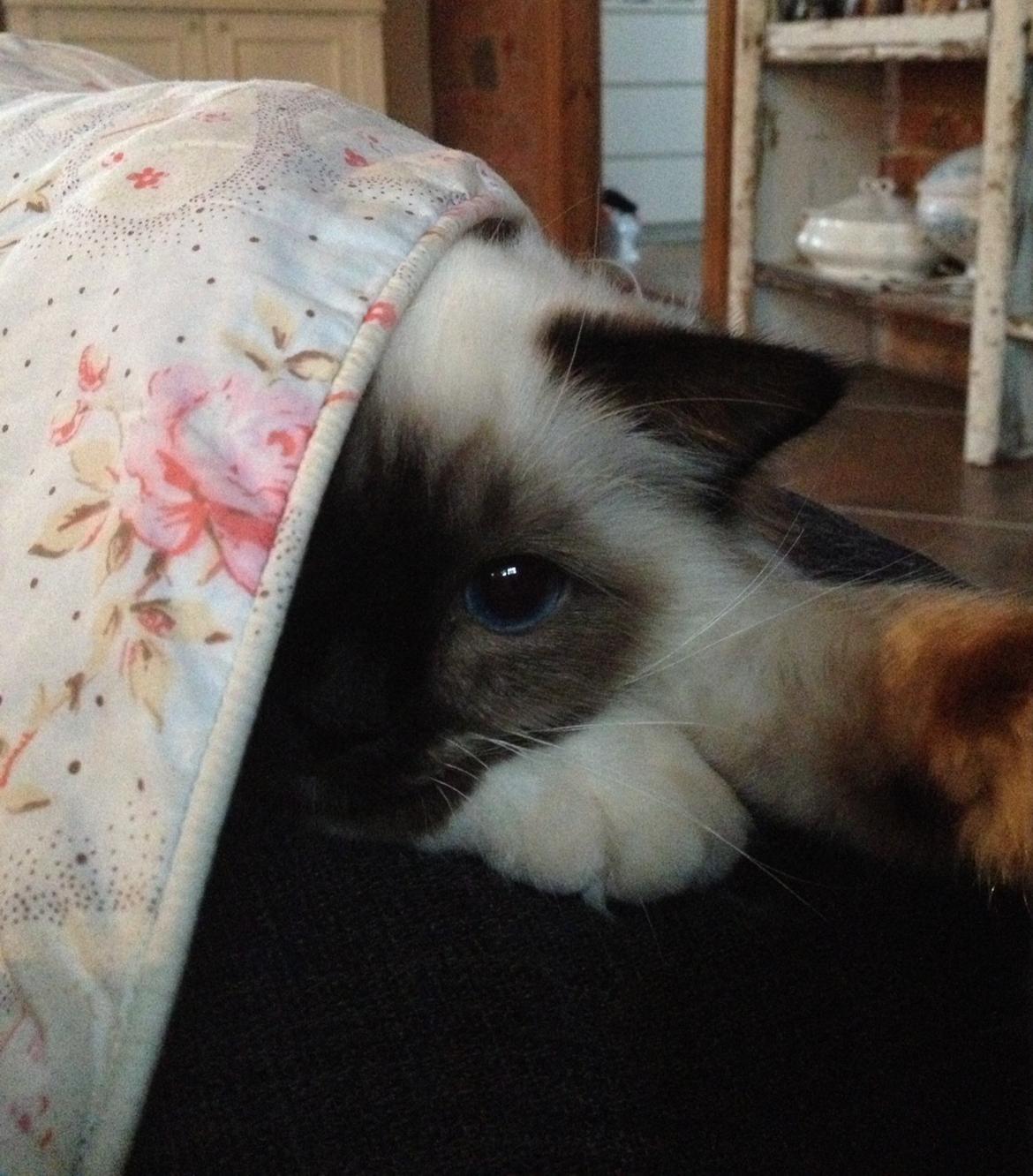 Hellig Birma Fnuggie billede 7