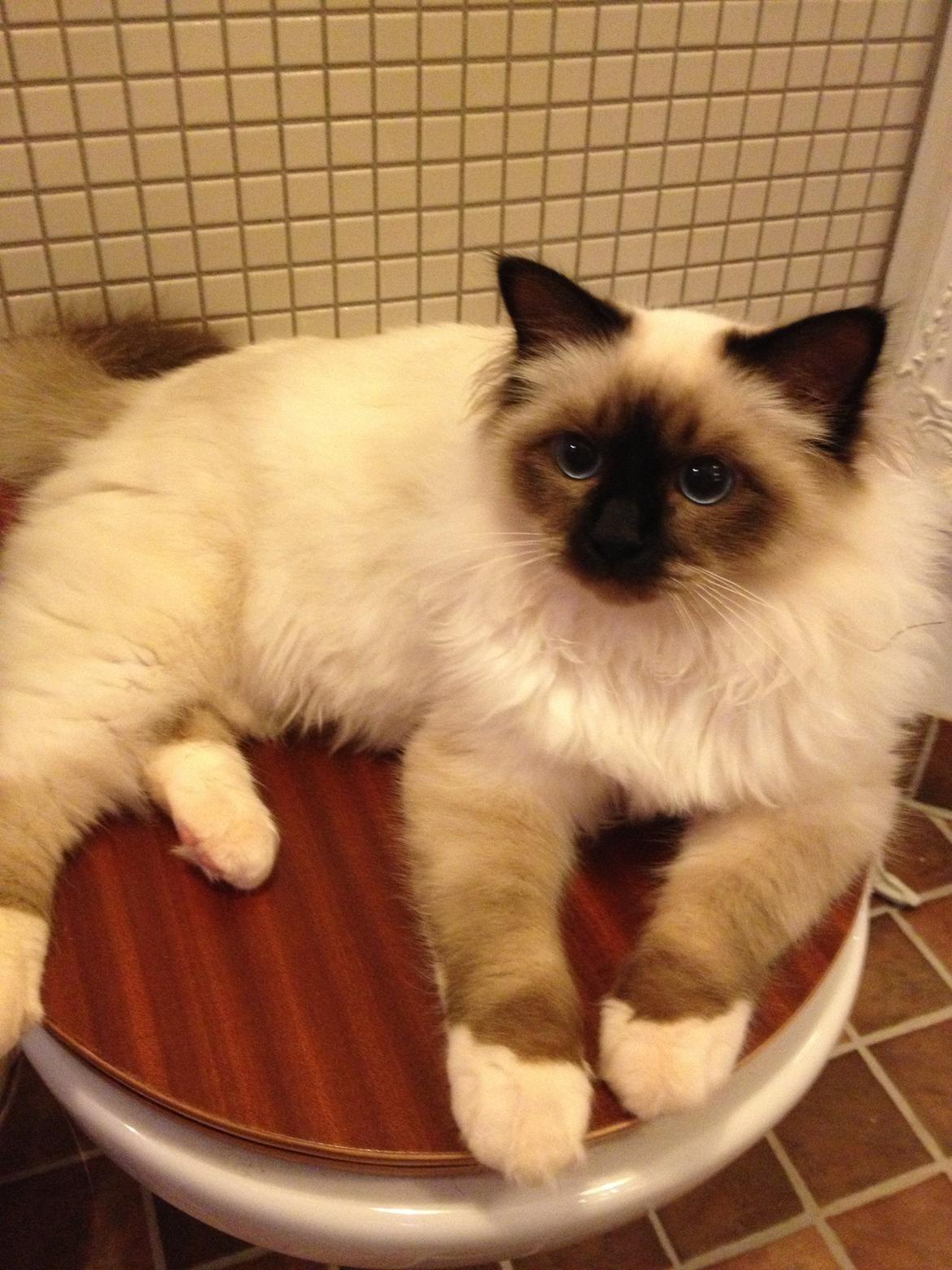 Hellig Birma Fnuggie billede 8