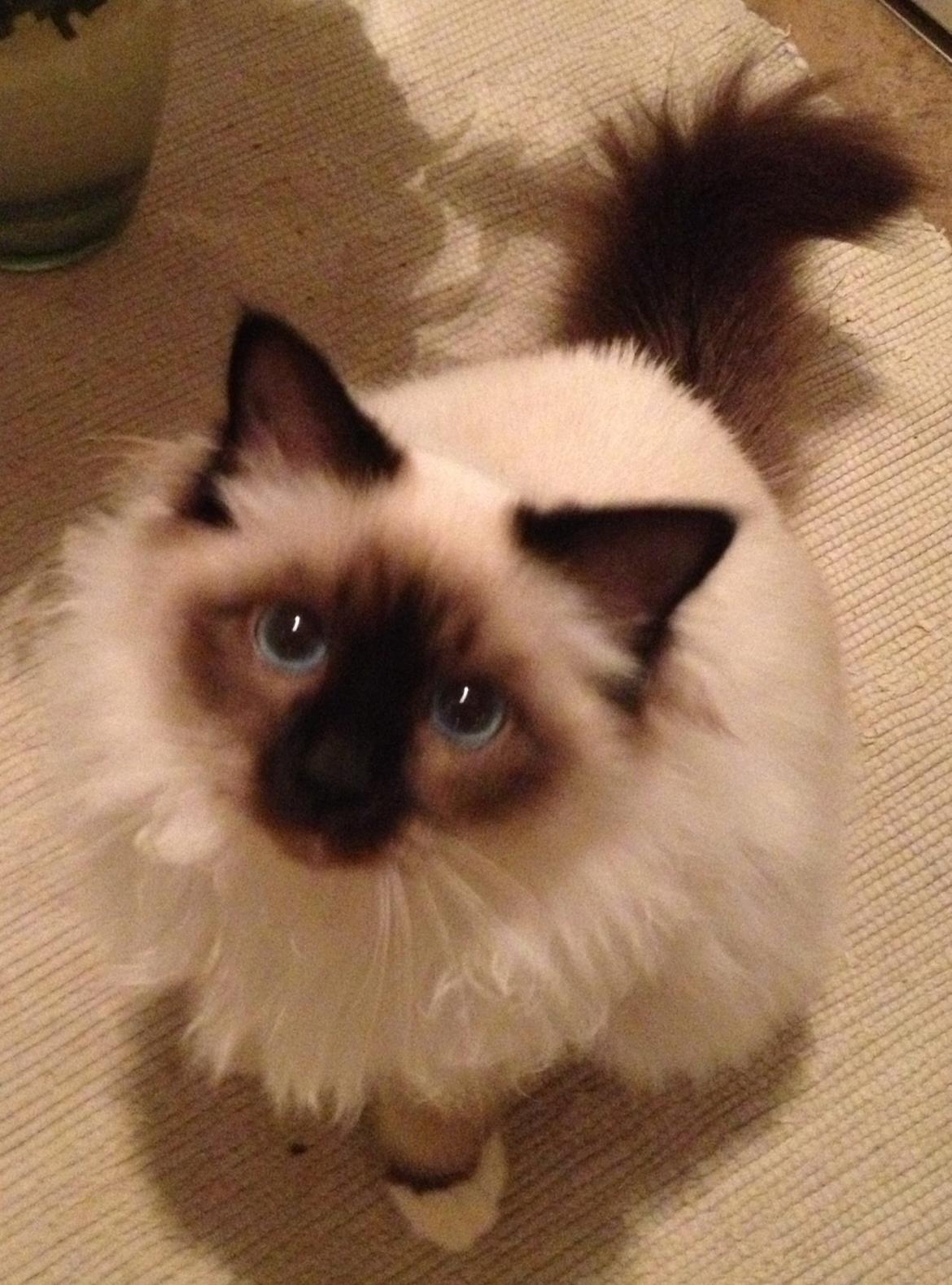 Hellig Birma Fnuggie billede 9