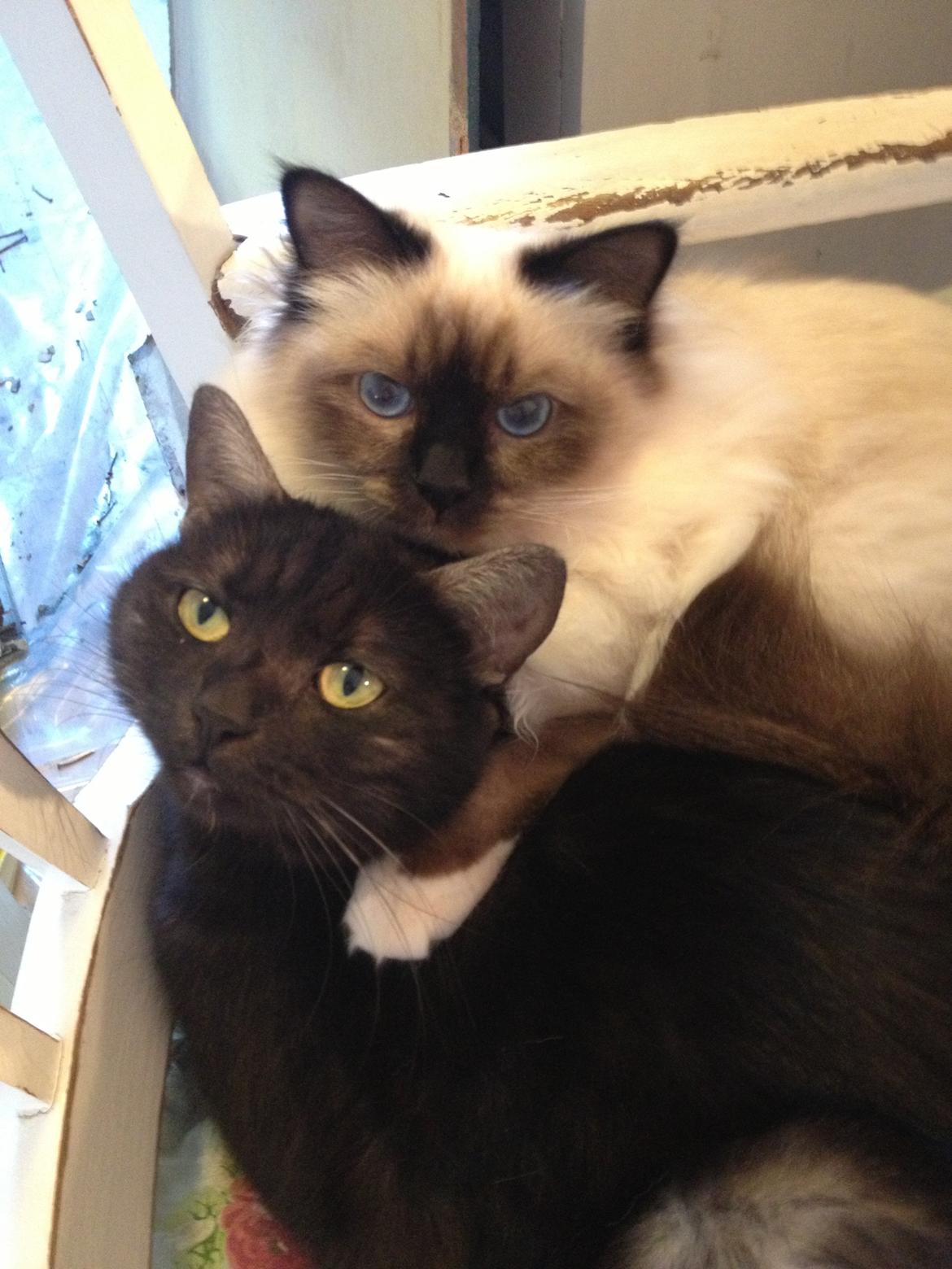 Hellig Birma Fnuggie billede 10