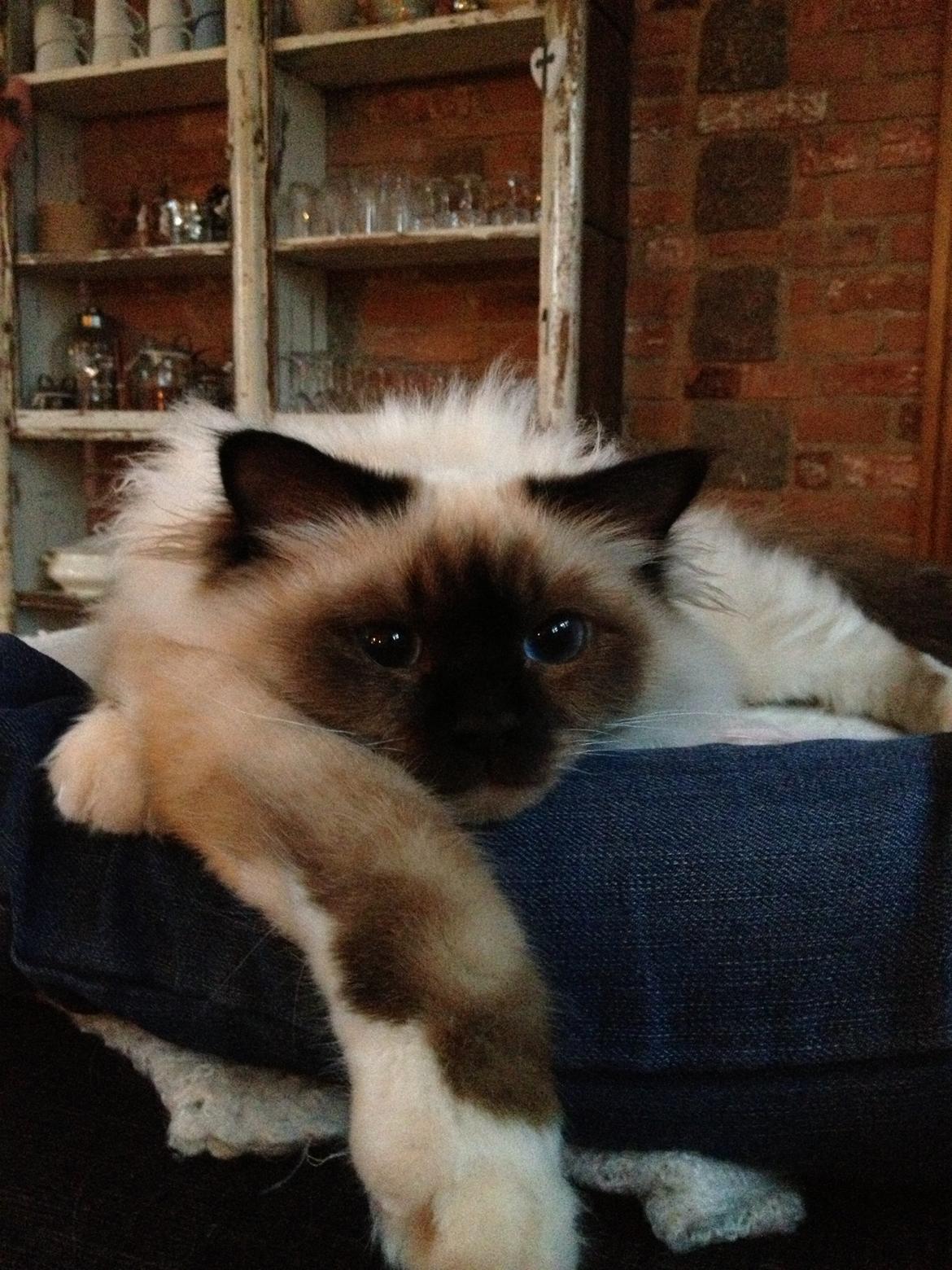 Hellig Birma Fnuggie billede 11