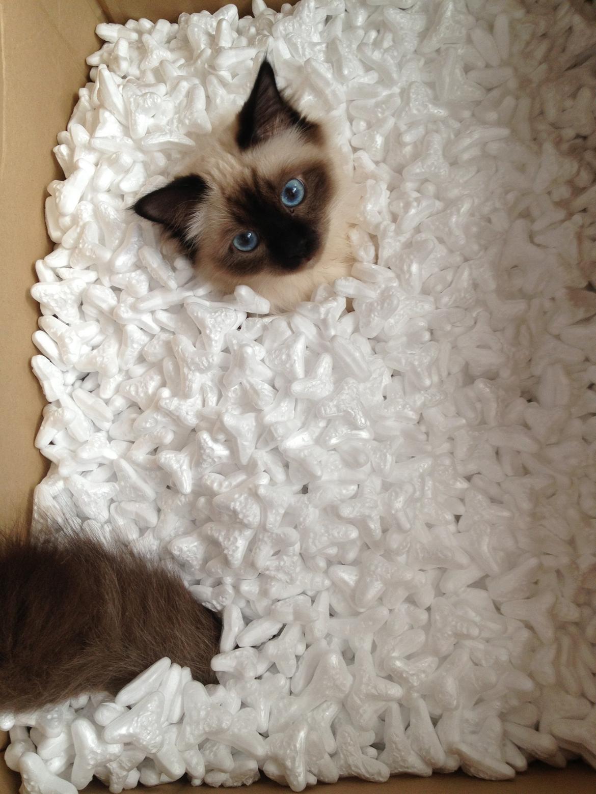 Hellig Birma Fnuggie billede 12