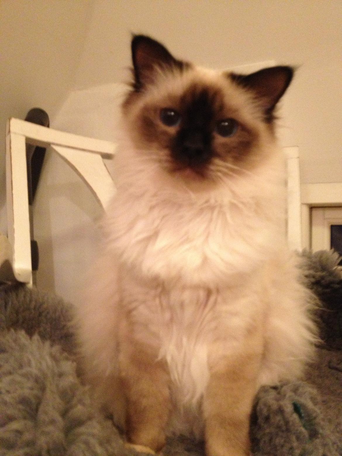 Hellig Birma Fnuggie billede 13