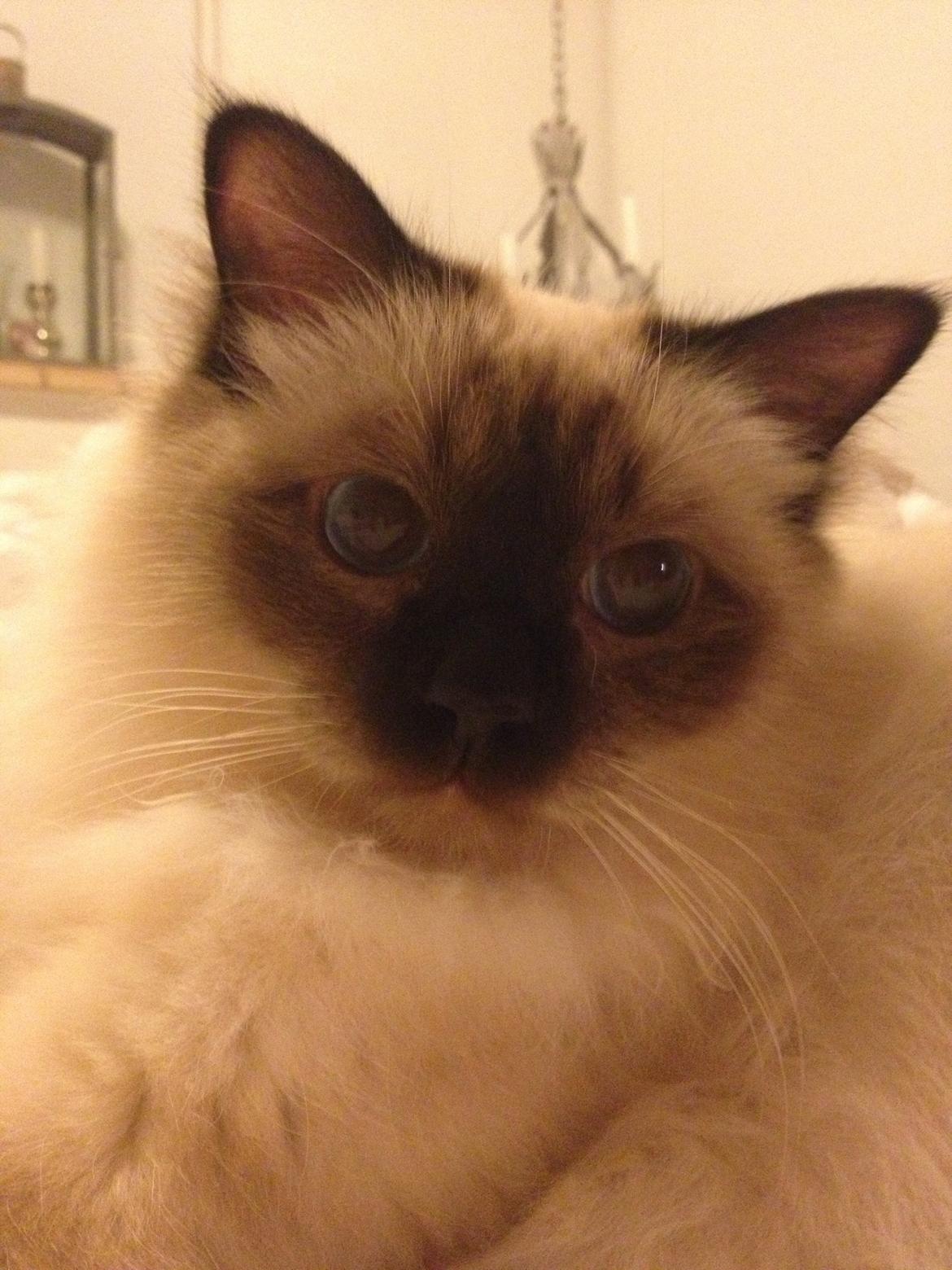 Hellig Birma Fnuggie billede 14