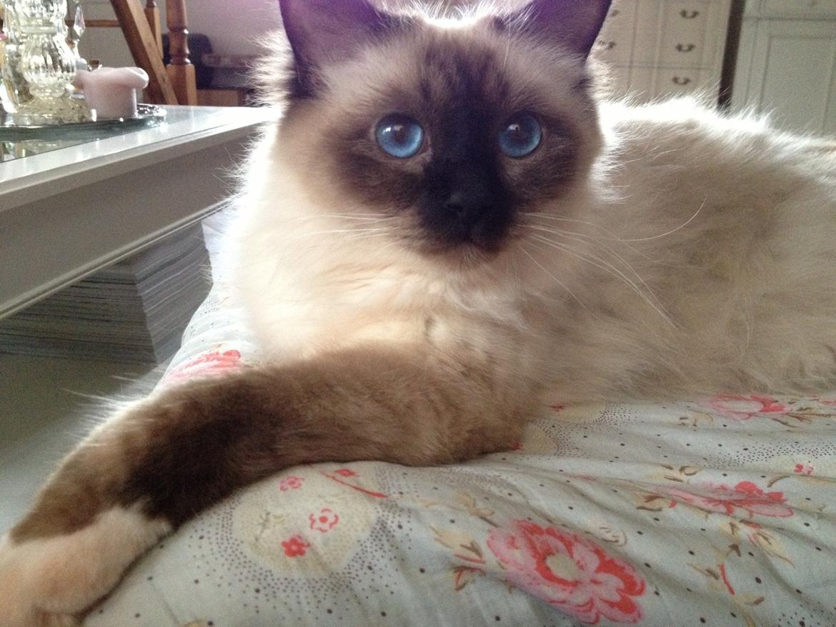 Hellig Birma Fnuggie billede 15