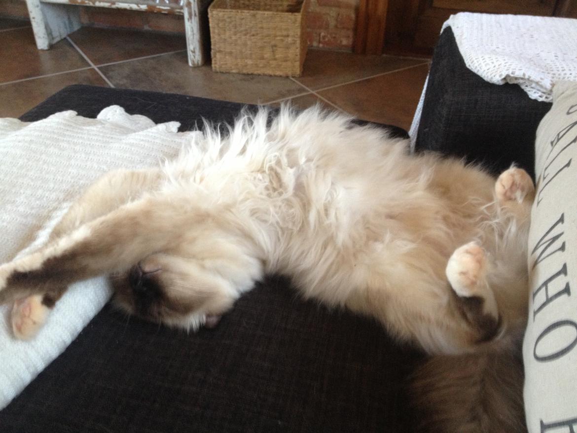 Hellig Birma Fnuggie billede 16