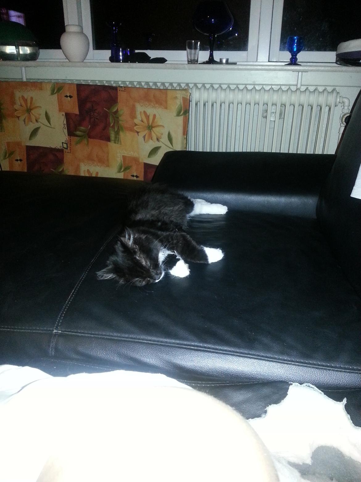 Blanding af racer Zika<3 - <3 billede 22