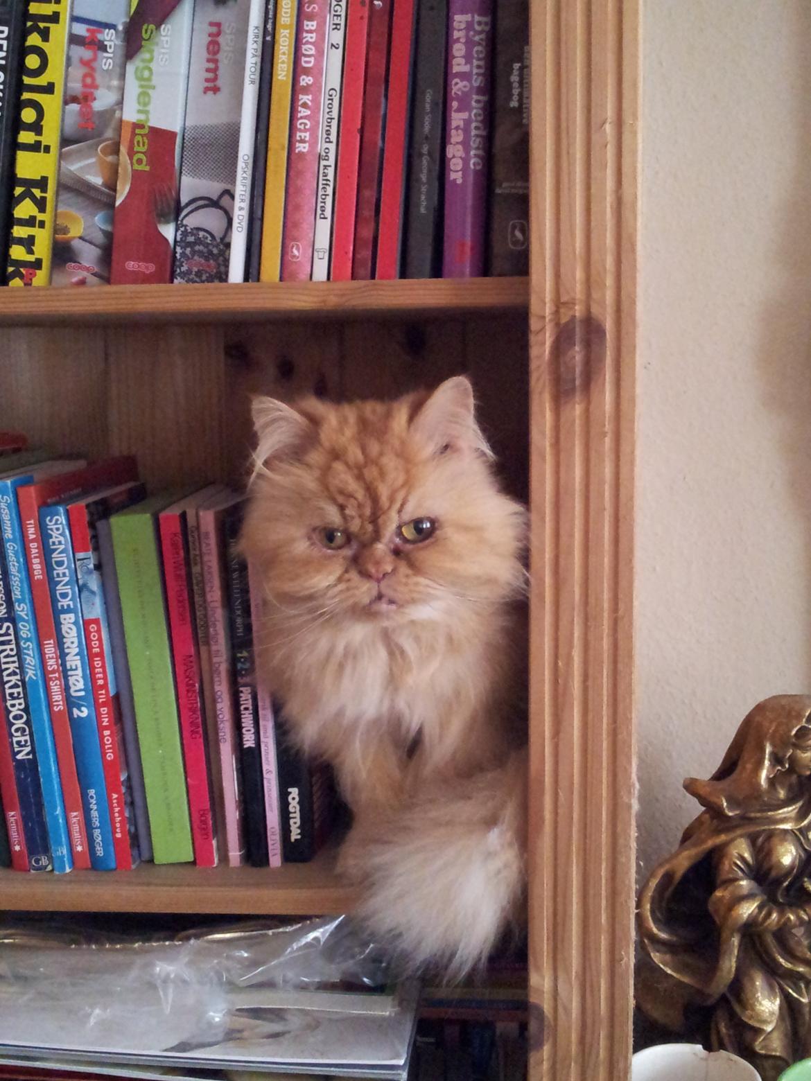 Perser Rosa *10.06.2000 - 30.06.2014* billede 14