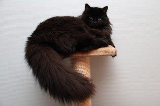 Sibirisk Kat S* Mickeltass Malaco - Malaco billede 1