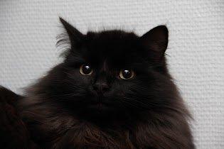 Sibirisk Kat S* Mickeltass Malaco billede 2