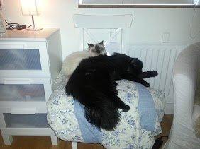 Sibirisk Kat S* Mickeltass Malaco billede 3