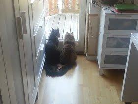 Sibirisk Kat S* Mickeltass Malaco billede 4