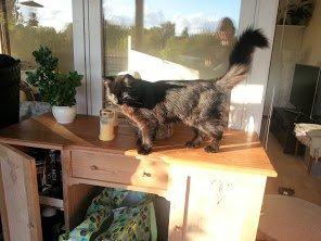 Sibirisk Kat S* Mickeltass Malaco billede 5