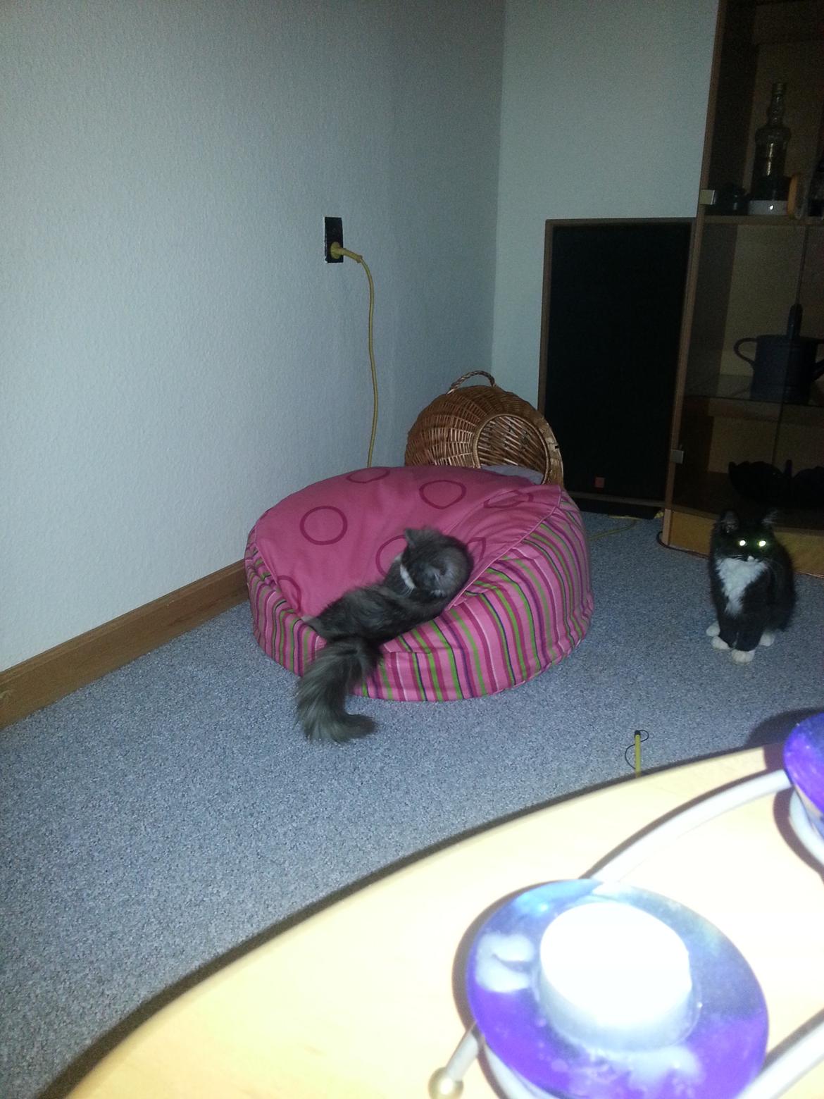 Blanding af racer Fluffy<3 R.I.P - Lyserød er en dejlig farve :D billede 26