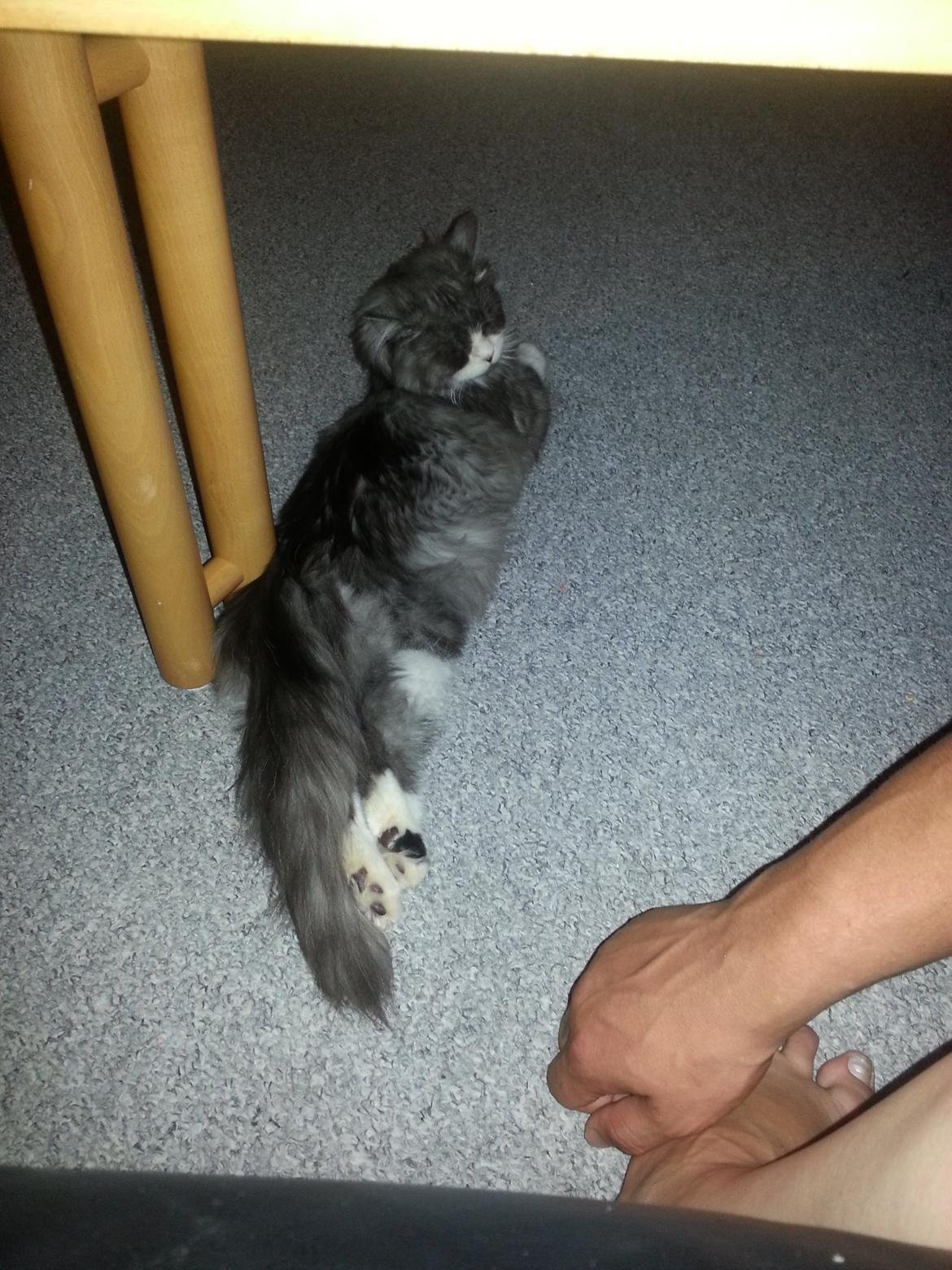 Blanding af racer Fluffy<3 R.I.P - <3 billede 27