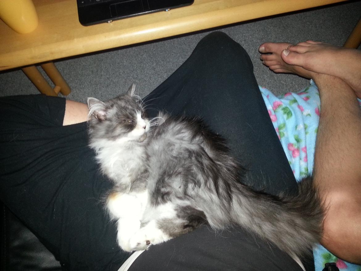 Blanding af racer Fluffy<3 R.I.P - <3 billede 28