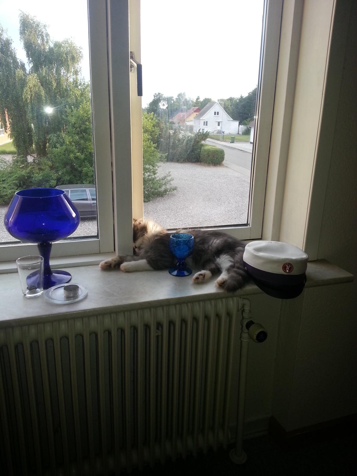 Blanding af racer Fluffy<3 R.I.P - Dejlig køligt med et vindue der er sat på klem :D  billede 29