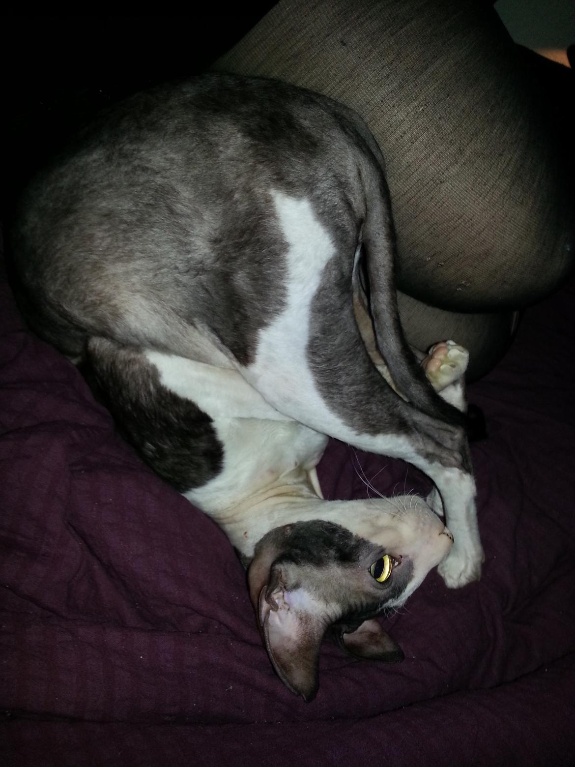 Cornish Rex DK Løveid Go for Baroque "Mew" - "Jeg kan slå kolbøtter!" billede 1