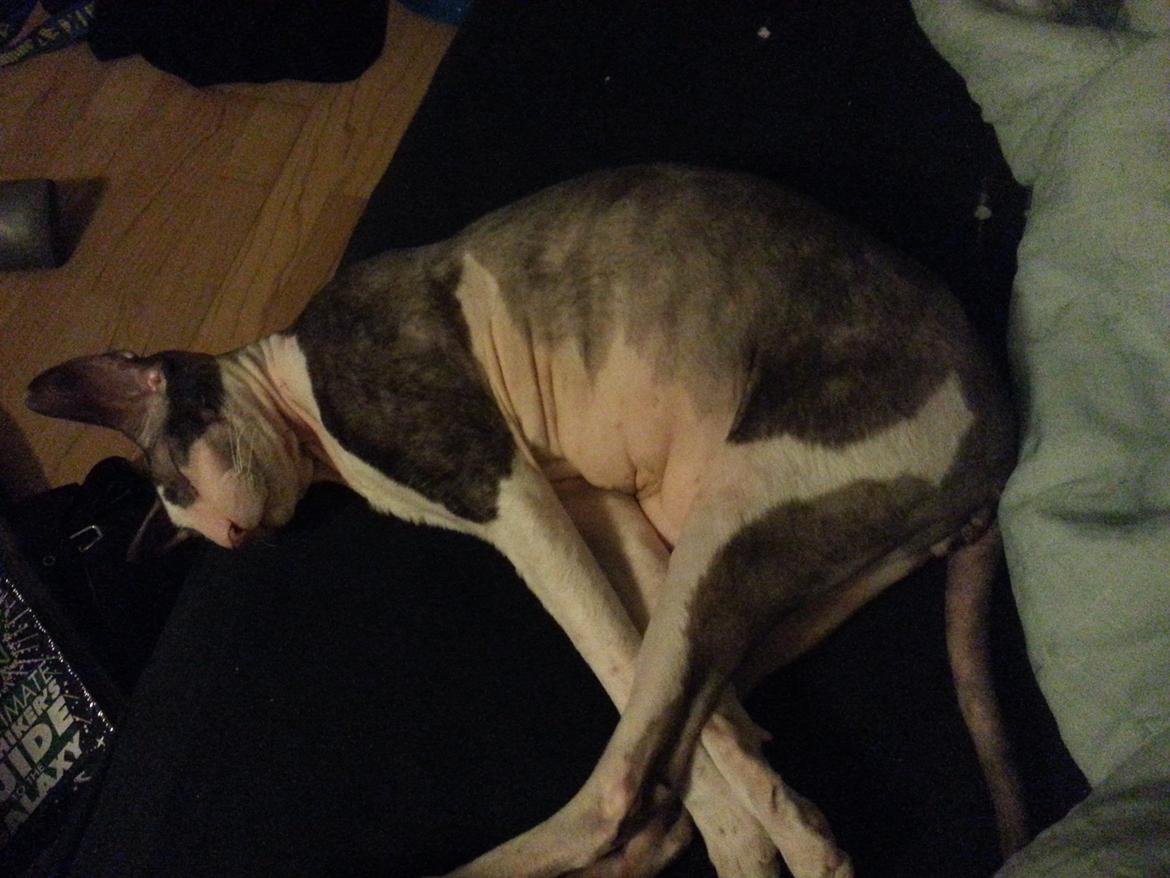 Cornish Rex DK Løveid Go for Baroque "Mew" billede 2