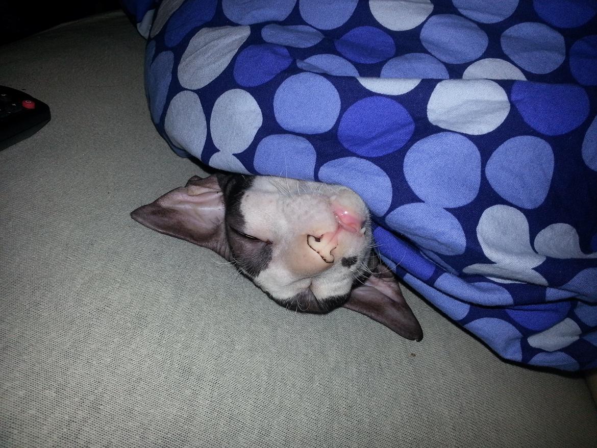 Cornish Rex DK Løveid Go for Baroque "Mew" - Gremlin billede 3