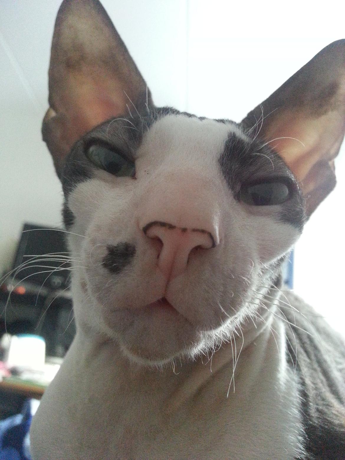 Cornish Rex DK Løveid Go for Baroque "Mew" billede 4