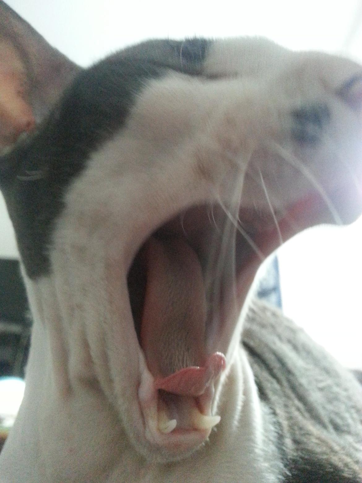 Cornish Rex DK Løveid Go for Baroque "Mew" - Gab billede 5