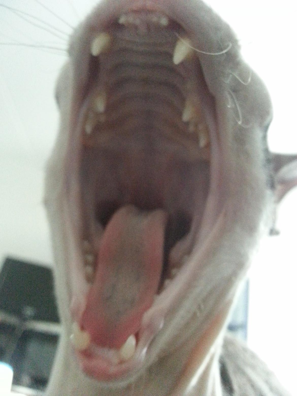 Cornish Rex DK Løveid Go for Baroque "Mew" - Gab billede 6