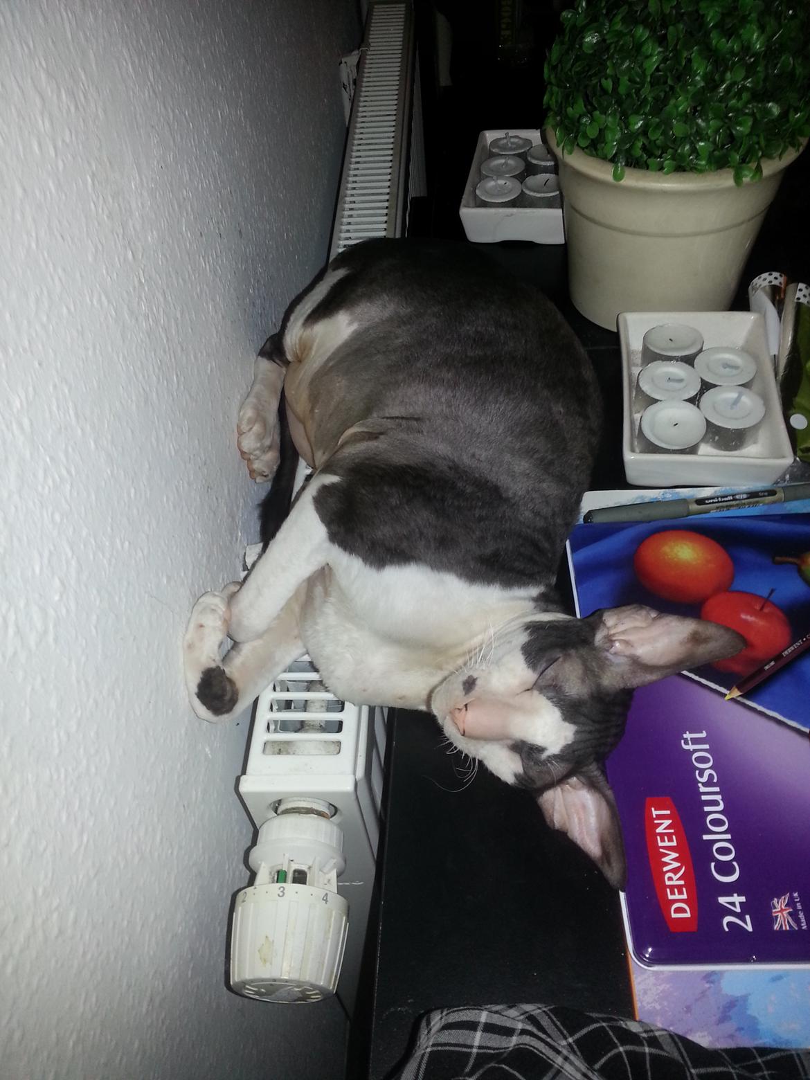 Cornish Rex DK Løveid Go for Baroque "Mew" - "Jeg trodser fysikkens love!" billede 7