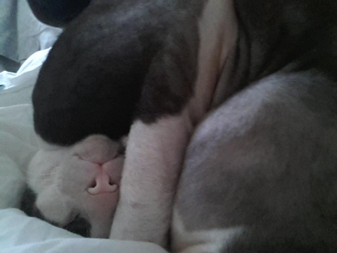 Cornish Rex DK Løveid Go for Baroque "Mew" billede 8