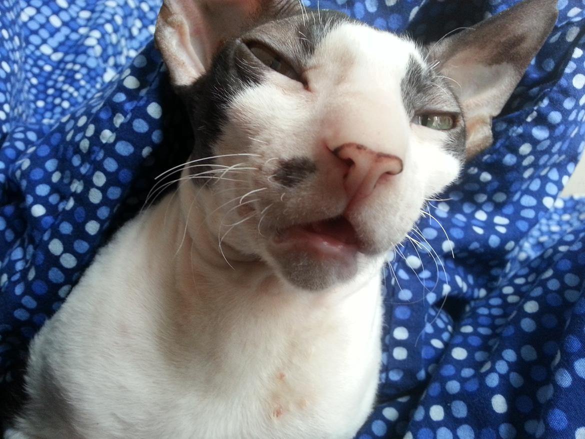 Cornish Rex DK Løveid Go for Baroque "Mew" billede 9