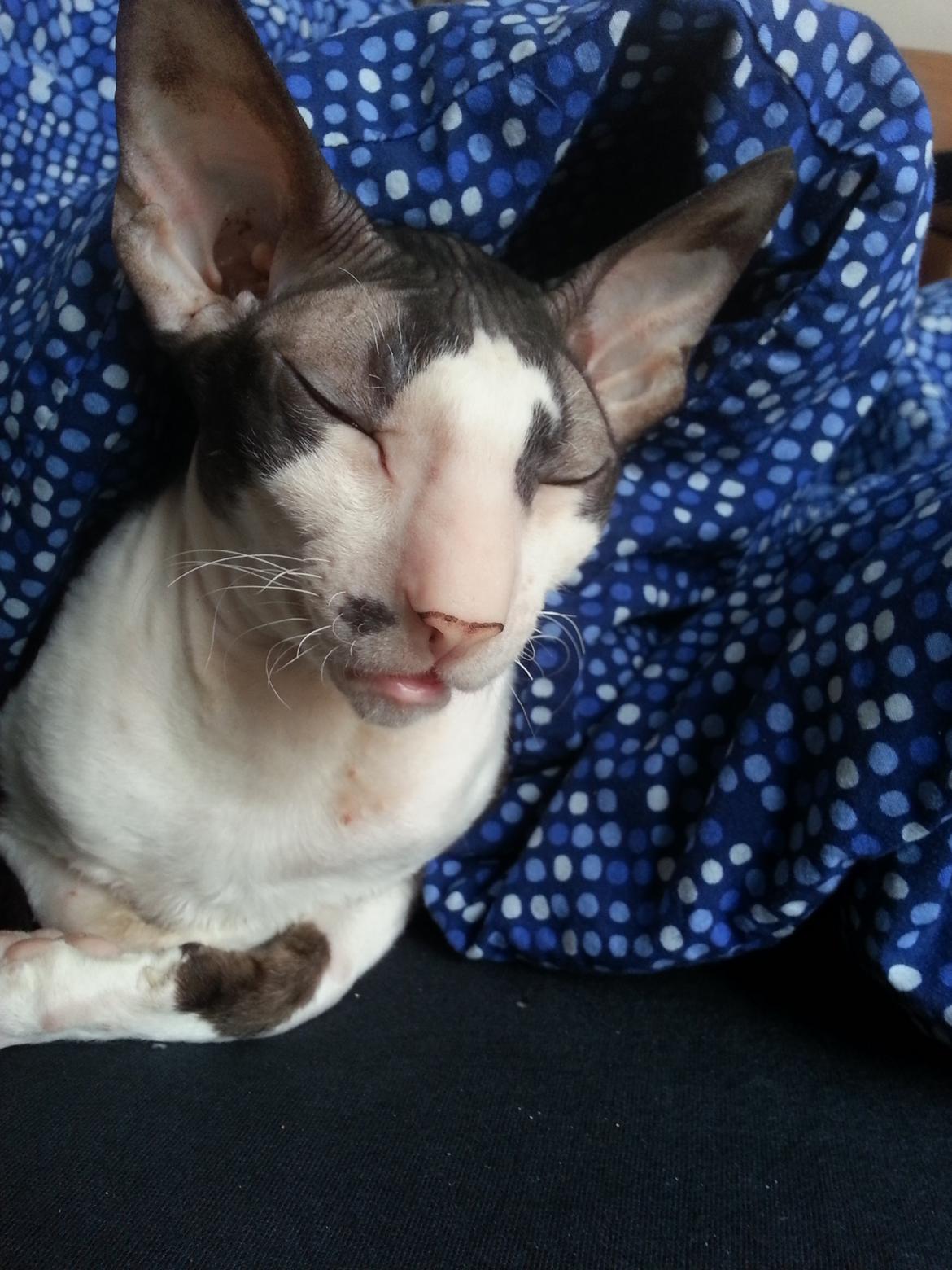 Cornish Rex DK Løveid Go for Baroque "Mew" billede 10