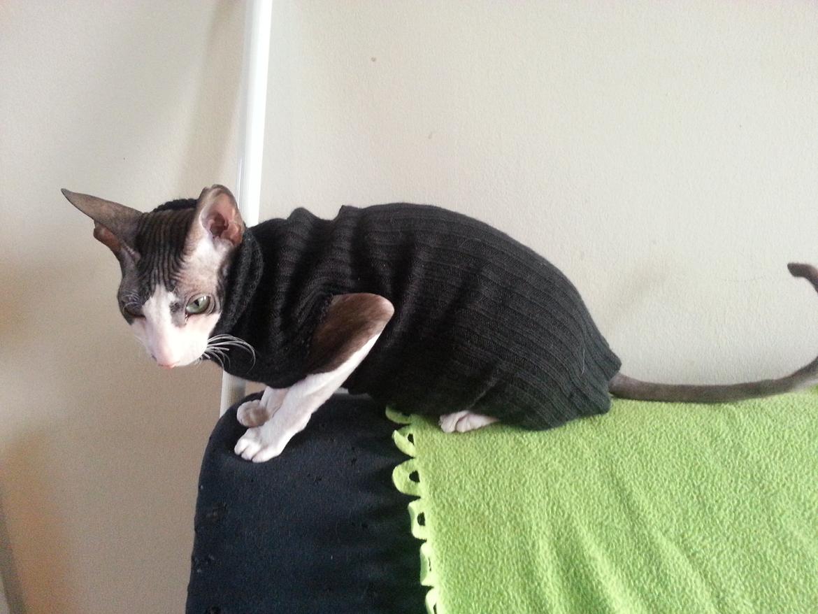 Cornish Rex DK Løveid Go for Baroque "Mew" - Meget utilfreds kat iført benvarmer, så han kan komme hjem fra ferie hos min mor. billede 11