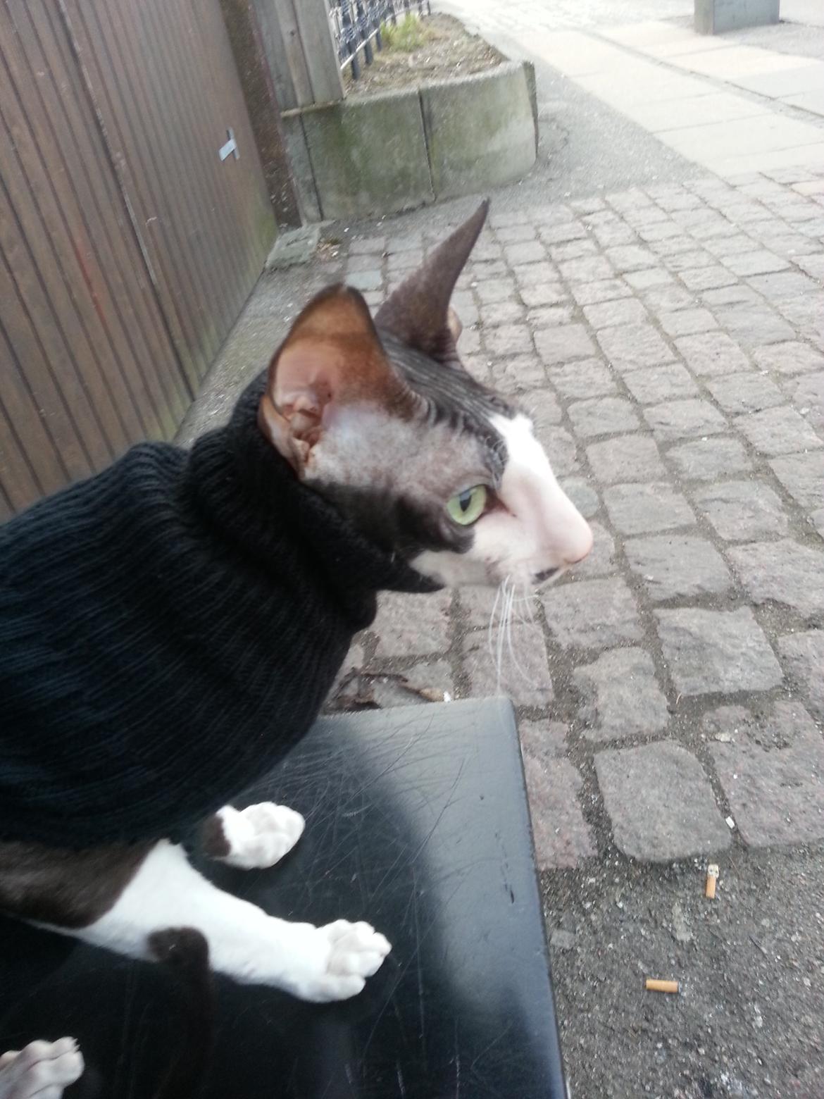 Cornish Rex DK Løveid Go for Baroque "Mew" billede 12